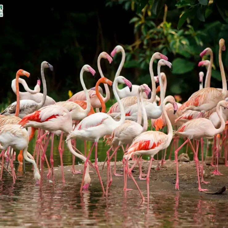 The Ultimate Guide to Safari Park & Wildlife Experiences at Chimelong Safari Park: A Chimelong Hotel Guest’s Handbook